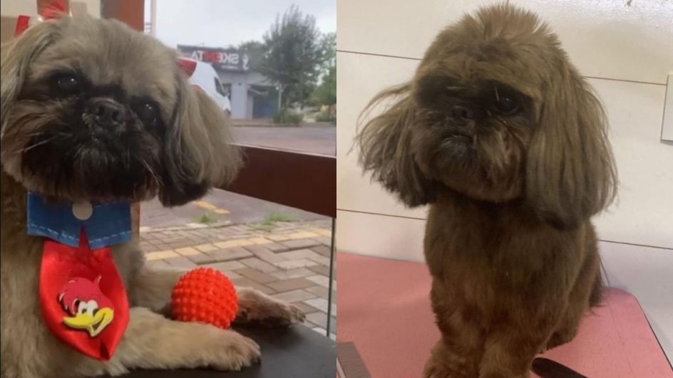 Comparação da cor da pelagem do cachorro Theo (Foto: Divulgação, Polícia Civil de SC)