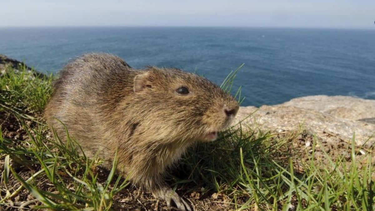 Conhe&ccedil;a o mam&iacute;fero mais raro do mundo que vive isolado em ilha de SC 