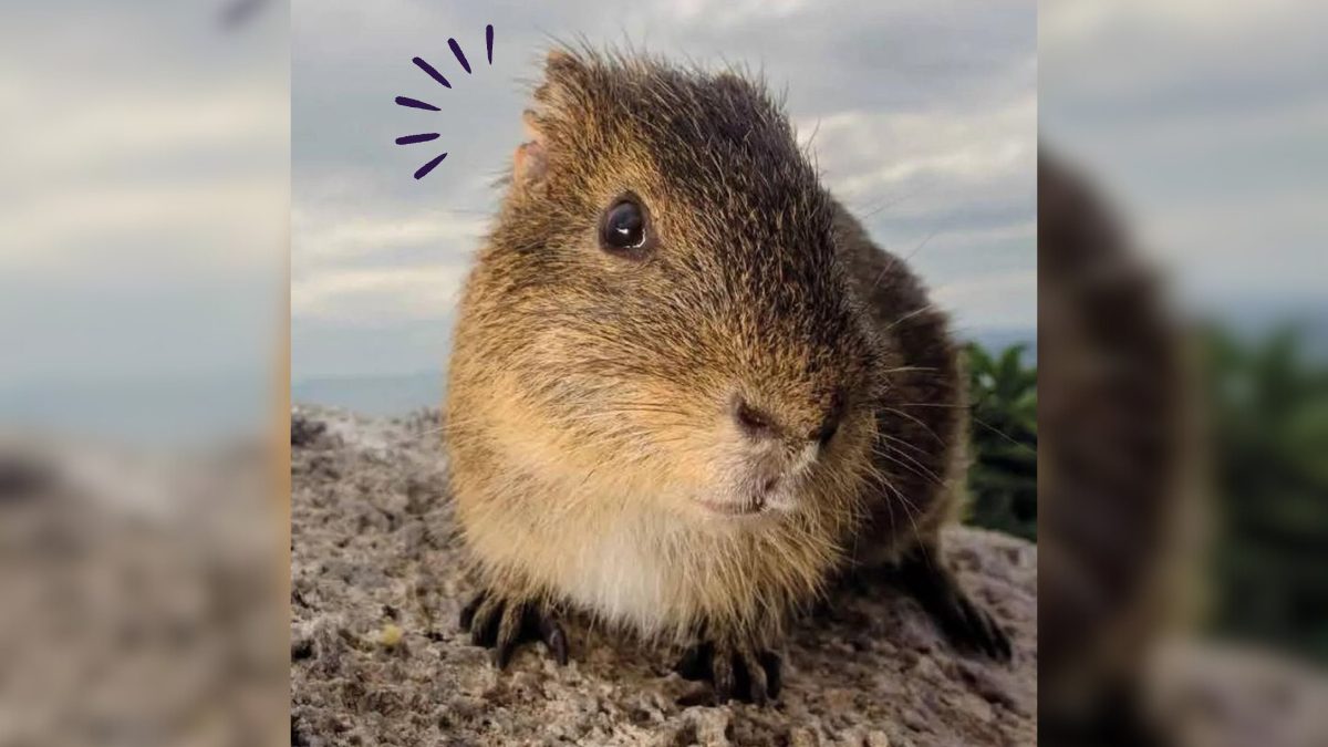 Conhe&ccedil;a o mam&iacute;fero mais raro do mundo que vive isolado em ilha de SC 