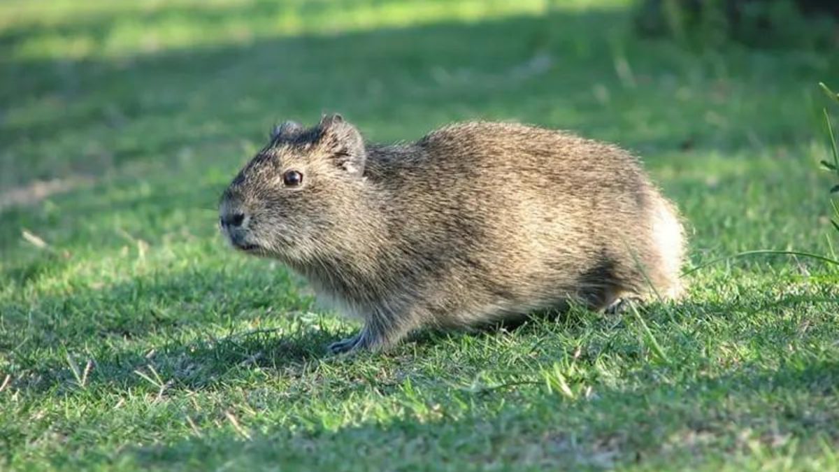 Conhe&ccedil;a o mam&iacute;fero mais raro do mundo que vive isolado em ilha de SC 