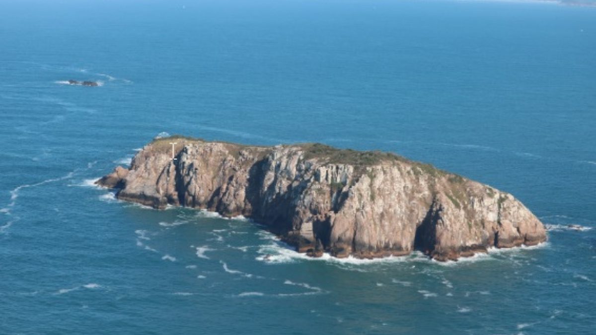 Conhe&ccedil;a o mam&iacute;fero mais raro do mundo que vive isolado em ilha de SC