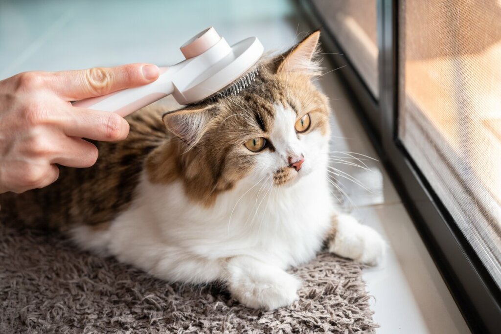 É importante escovar o gato diariamente para evitar bolas de pelo e outros problemas de saúde (Imagem: Boyloso | Shutterstock)