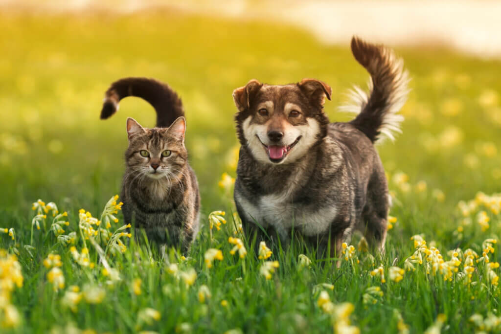 Interagir com outros animais é essencial para reduzir o risco de ansiedade social nos cachorros (Imagem: Bachkova Natalia | Shutterstock)