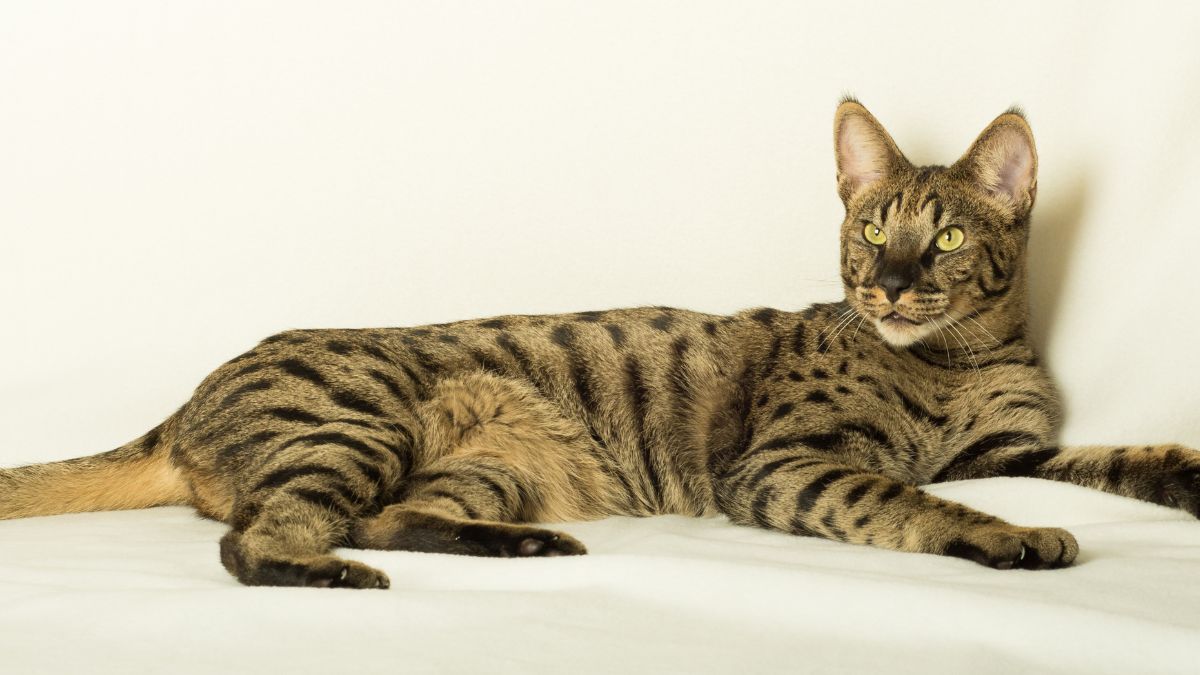 Gato da raça savannah deitado