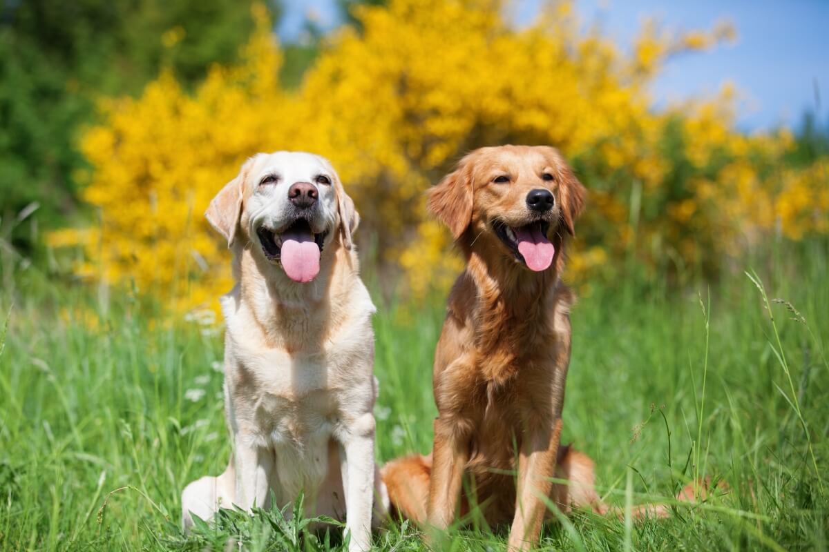 Algumas raças de cachorros possuem semelhanças notáveis na aparência (Imagem: Christian Mueller | Shutterstock)