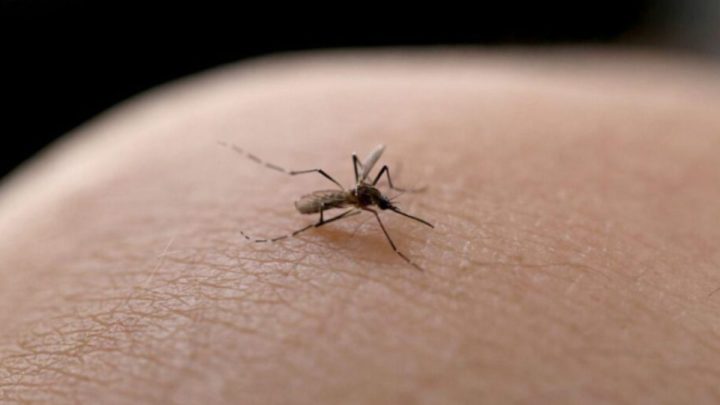 Joinville vive cenário epidêmico da dengue igual ao enfrentado em 2023 (2)