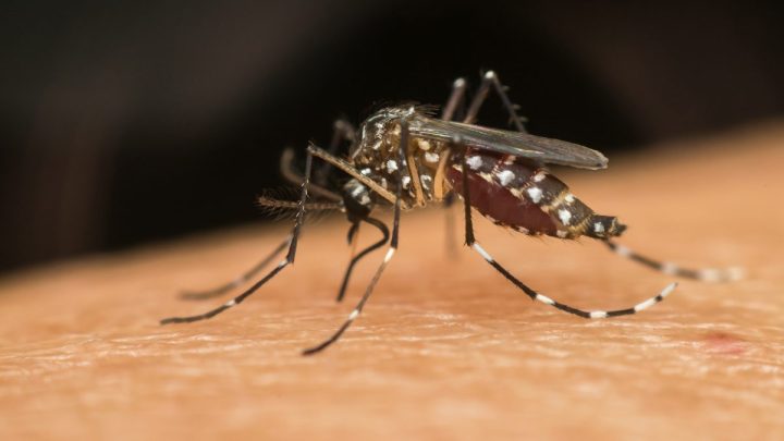 sintomas dengue