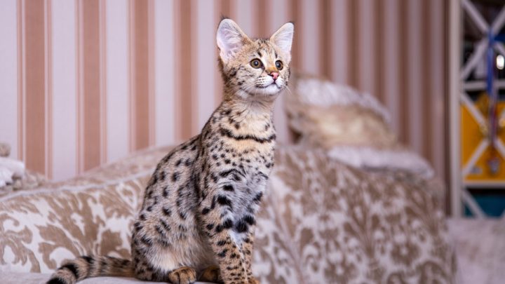 Gato da raça savannah sentado