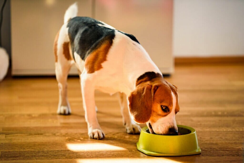 O veterin&aacute;rio pode ajudar a preparar o card&aacute;pio para o seu pet (Imagem: Przemek Iciak | Shutterstock)