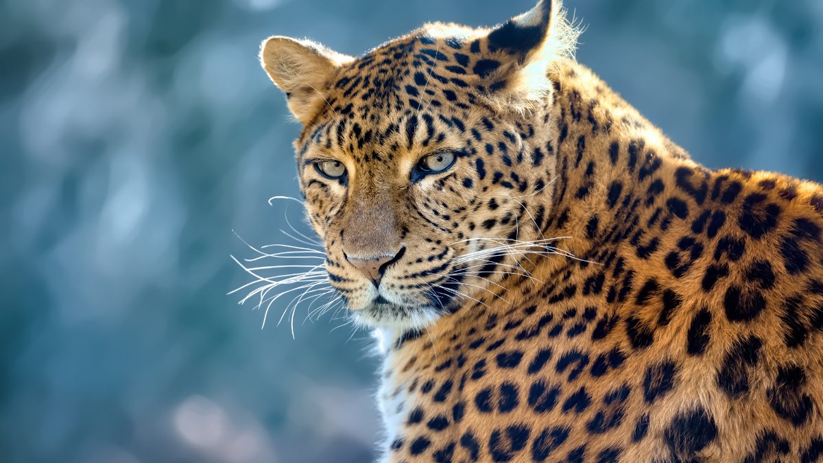 O leopardo é um dos felinos mais letais do mundo