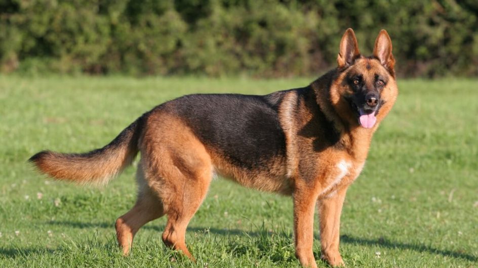 Deutsche Schäferhunde brauchen körperliche Aktivität, um ihre körperliche und geistige Gesundheit zu erhalten (Bild: Sabine Hagedorn | Shutterstock)