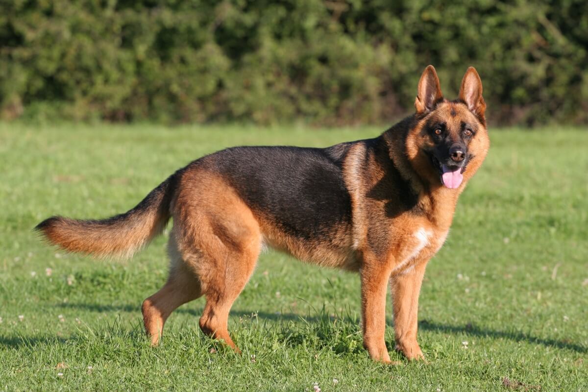 Cachorros da raça pastor alemão exigem atividades físicas para manter a saúde física e mental (Imagem: Sabine Hagedorn | Shutterstock)