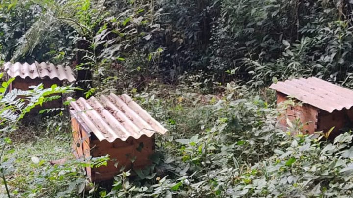 Polícia Civil recupera 13 caixas de abelhas furtadas no Oeste de Santa Catarina