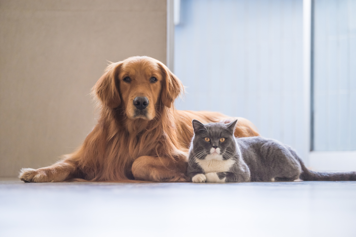 Os pelos possuem funções importantes para saúde dos animais (Imagem: Chendongshan | Shutterstock)
