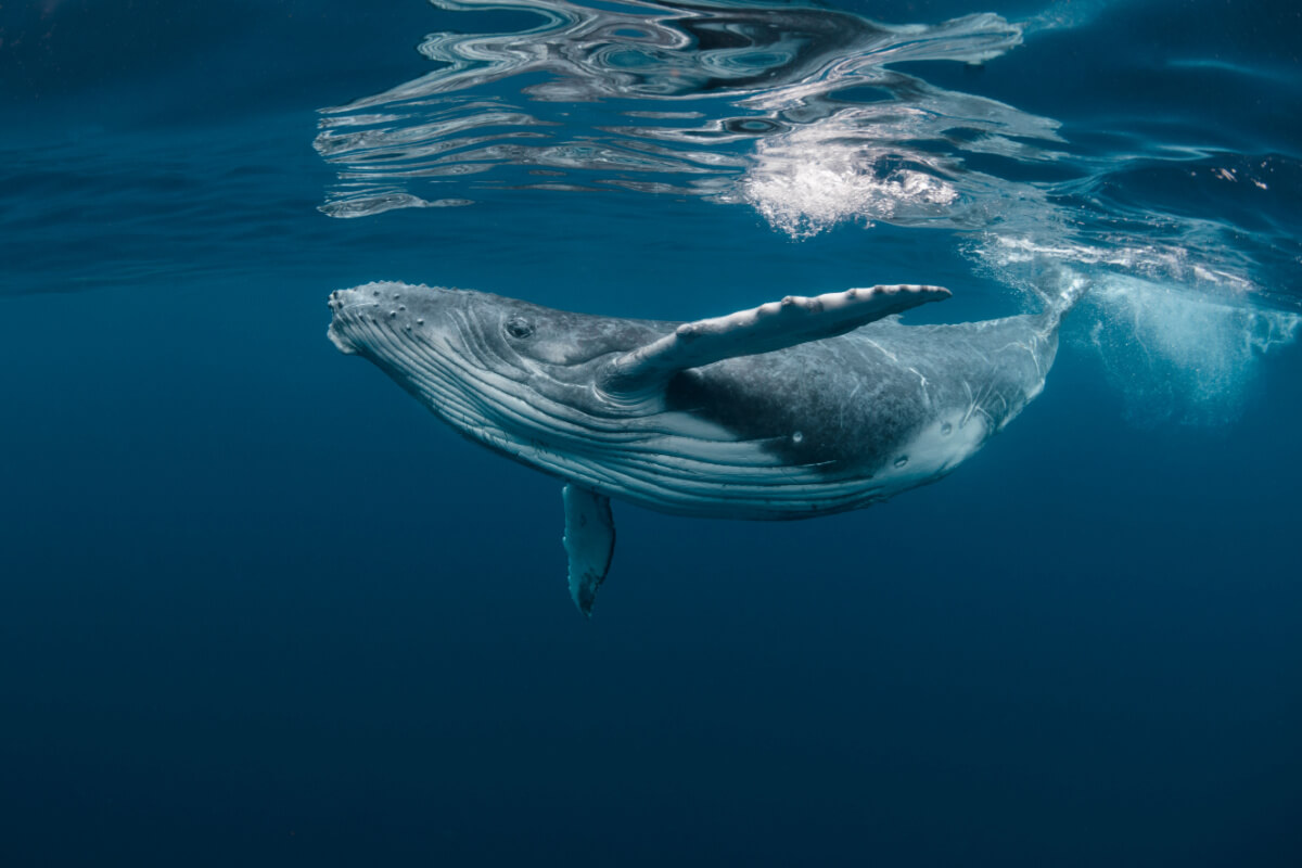 As baleias, gigantes dos oceanos, personificam a grandiosidade da natureza (Imagem: Craig Lambert Photography | Shutterstock)