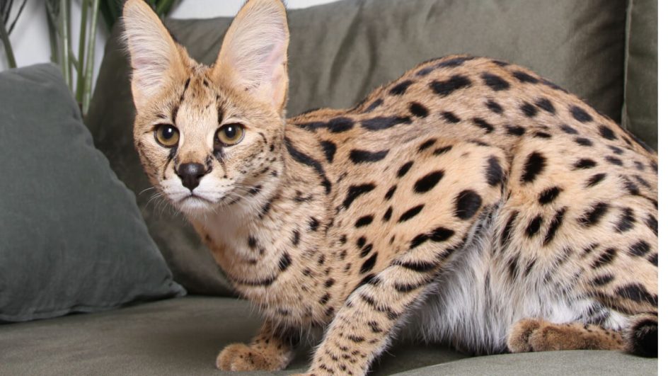 O gato ashera está entre as raças mais caras do mundo (Imagem: Mirencats | Shutterstock)