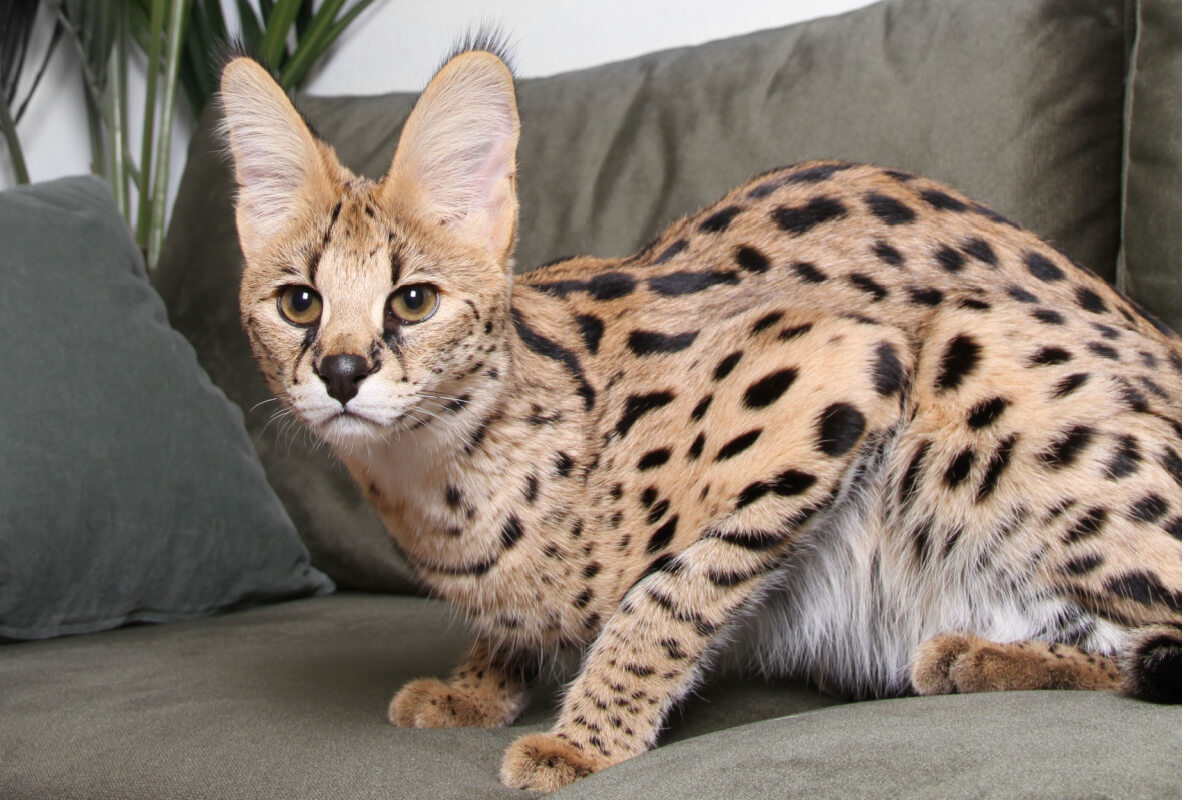 O gato ashera está entre as raças mais caras do mundo (Imagem: Mirencats | Shutterstock)