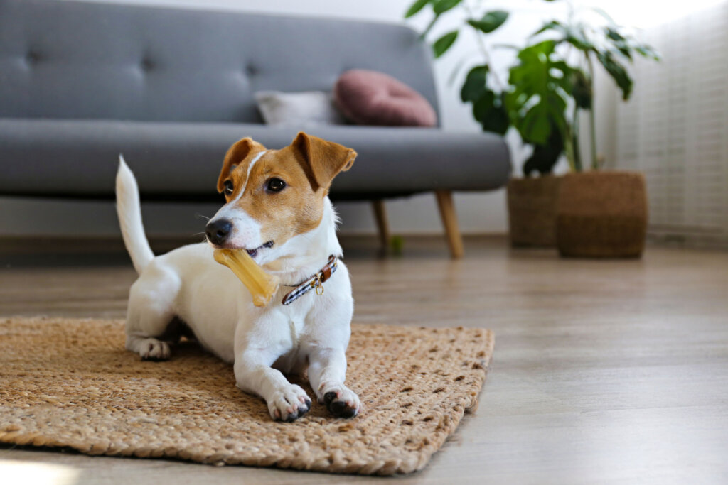 Os pets devem ser introduzidos de maneira cuidadosa aos novos espaços (Imagem: evrymmnt | Shutterstock)