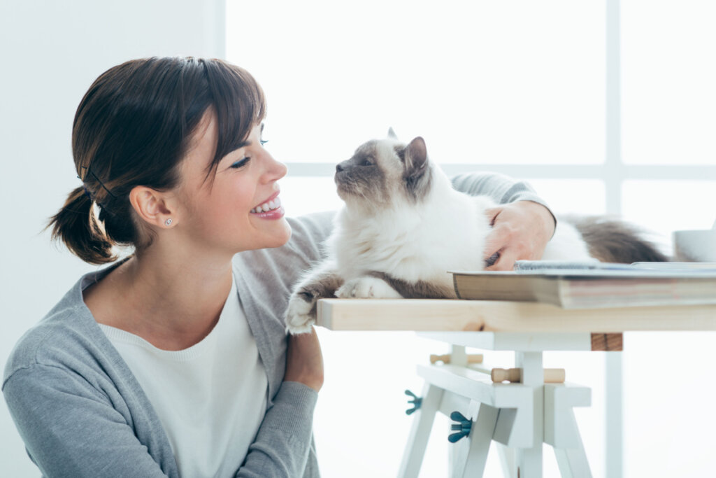 Gatos birmaneses podem desenvolver uma forte ligação com seus tutores (Imagem: Stokkete | Shutterstock)