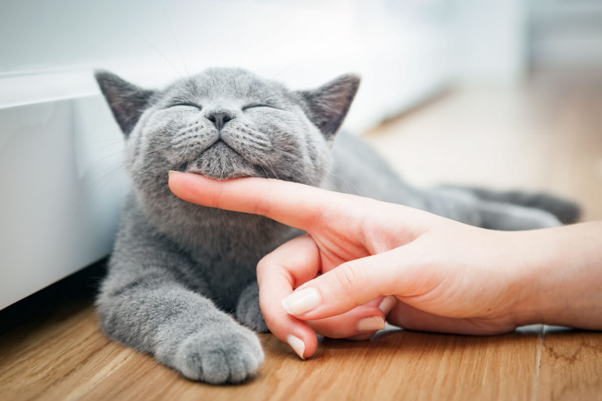 Se inspirar no seu personagem favorito pode ajudar a escolher o nome do seu gato (Imagem: PHOTOCREO Michal Bednarek | Shutterstock)