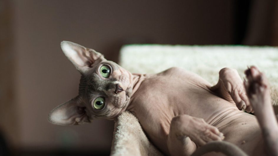 Gatos da raça sphynx encantam com sua beleza singular (Imagem: Dmitruj | Shutterstock)