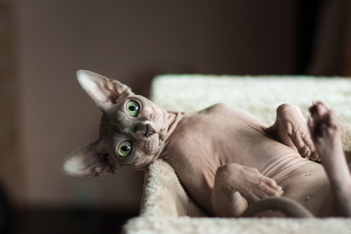 Gatos da raça sphynx encantam com sua beleza singular (Imagem: Dmitruj | Shutterstock)