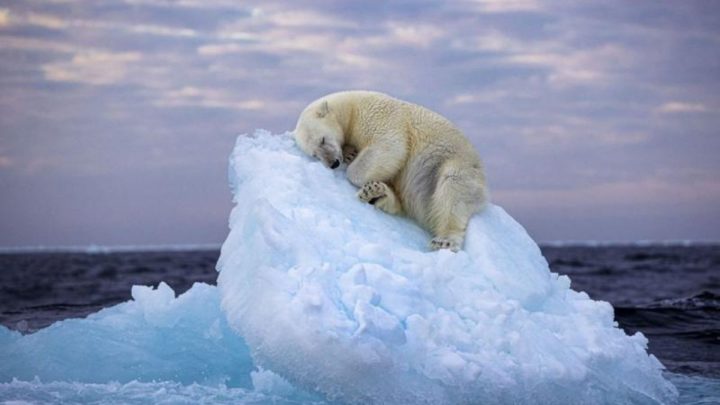 Urso polar dormindo em cima bloco de gelo