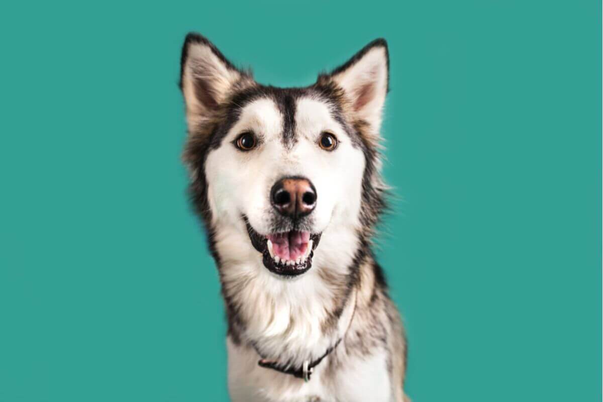 Vermes podem afetar a função dos órgãos dos animais de estimação (Imagem: Megan Betteridge | Shutterstock)