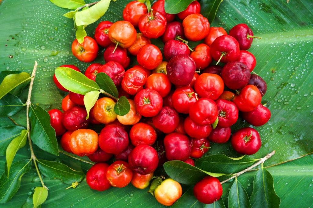 A acerola ajuda na produ&ccedil;&atilde;o de probi&oacute;ticos (Imagem: Mr.Somchai Sukkasem | Shutterstock)