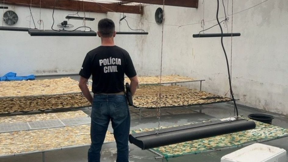 Toneladas de barbatanas de tubarão que iriam para China são apreendidas em comércio de SC