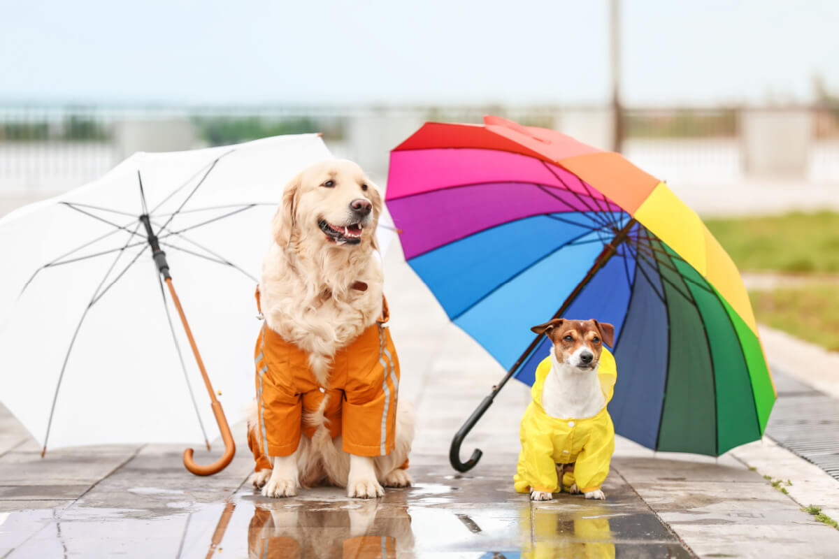 Os passeios durante os dias de chuva exigem alguns cuidados (Imagem: Pixel-Shot | Shutterstock)