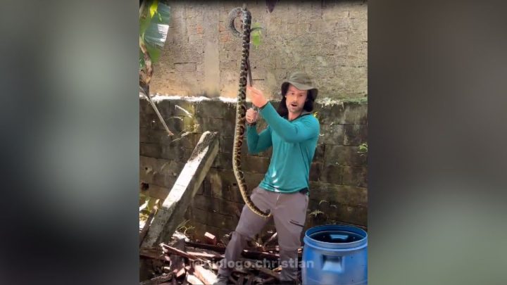 Biólogo se espanta ao resgatar cobra encontrada no quintal de casa em SC: "Uma das maiores"