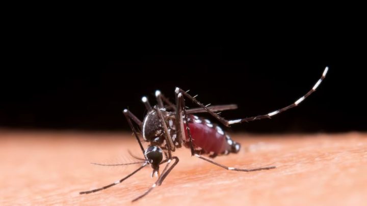 Dengue já matou sete pessoas em Joinville (Foto: Freepik, Reprodução)