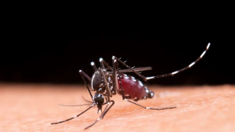 Dengue já matou sete pessoas em Joinville (Foto: Freepik, Reprodução)