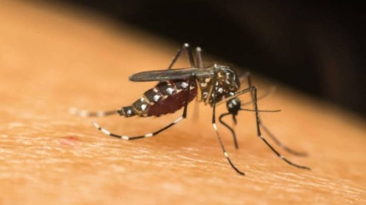 Joinville registra a quarta morte por dengue em 2024
