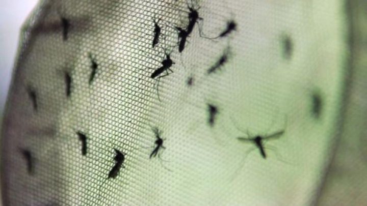São Francisco do Sul registra primeira morte por dengue e Norte de SC tem maioria dos óbitos