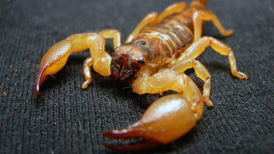 Imagem de escorpião amarelo aproximada