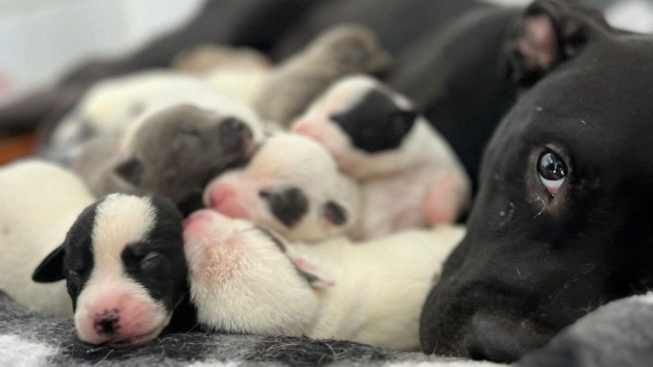 filhotes de cachorro resgatados