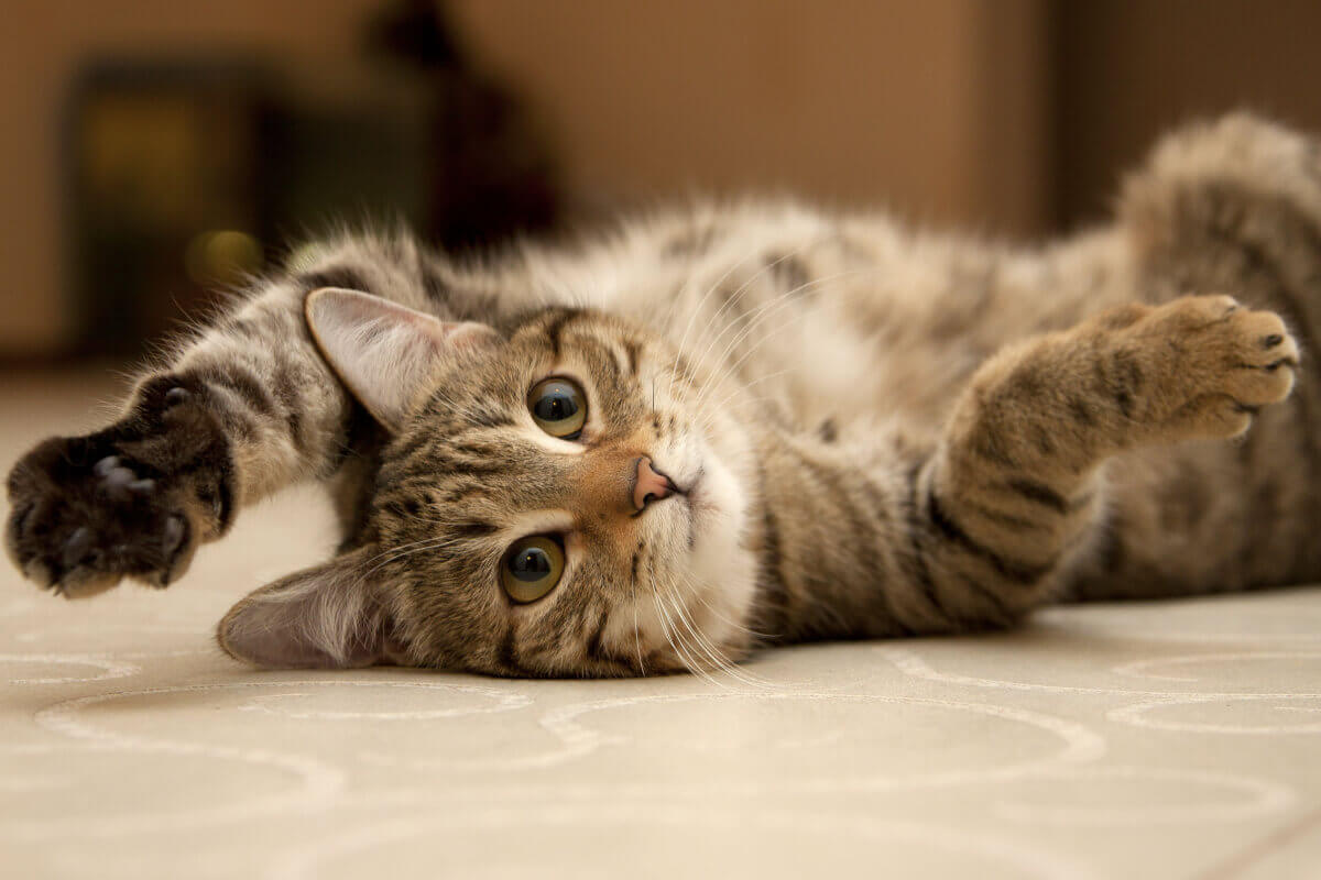 Adotar um gato é uma escolha que requer responsabilidade e, por isso, deve ser tomada com cautela (Imagem: marinaks | Shutterstock)