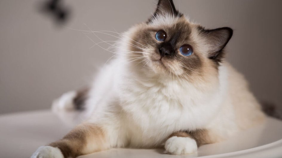 O gato birmanês é originário do sudeste asiático (Imagem: Viacheslav Lopatin | Shutterstock)