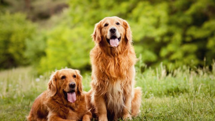 Algumas raças de cachorros podem latir menos que outras (Imagem: Rala3030 | Shutterstock)