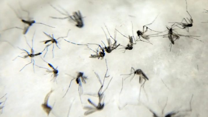Idosos e com comorbidades: quem são as dez vítimas da dengue em SC em 2024