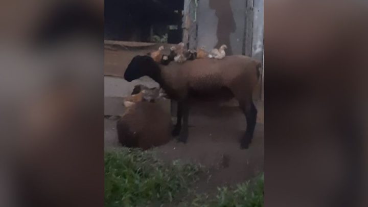Ovelhas “adotam” pintinhos abandonados em SC e protagonizam cena fofíssima