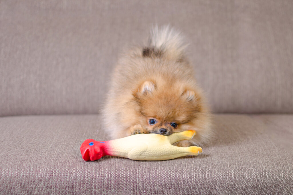 Brinquedos interativos são essenciais para um pet calmo nas festas (Imagem: nadisja | Shutterstock)