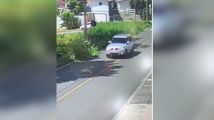 Atropelamento de cachorra em Criciúma causa revolta nas redes sociais e polícia investiga