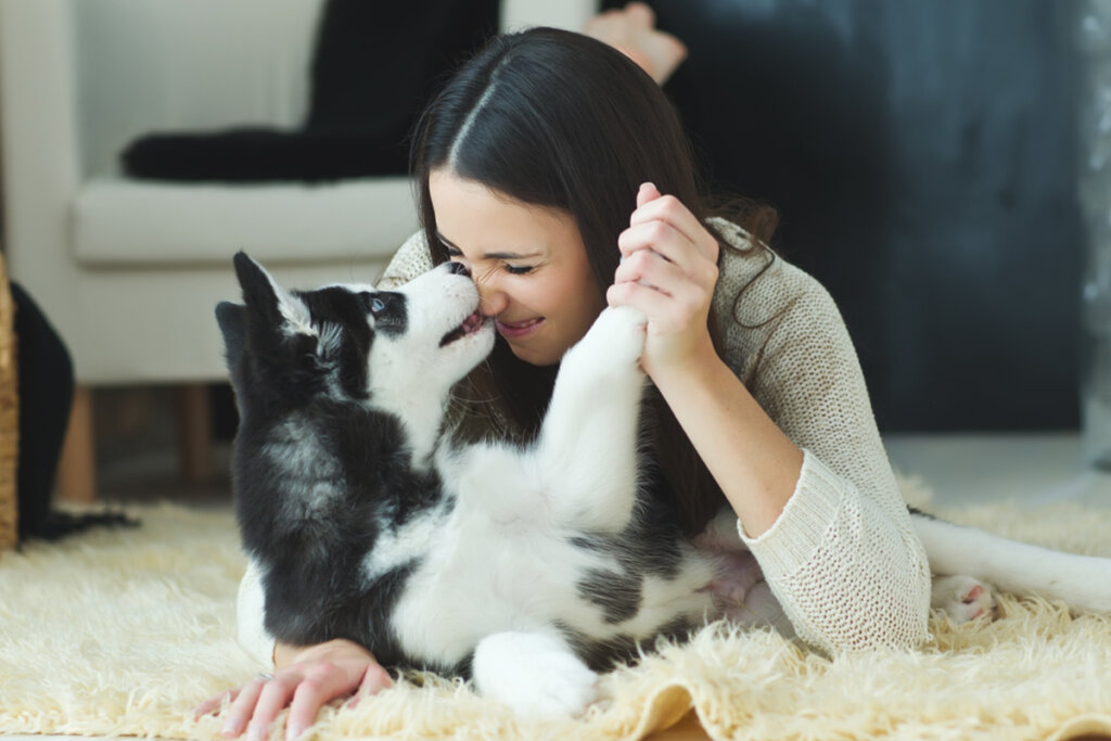 É importante que o tutor mantenha medicamentos longe do alcance dos animais (Imagem: Nina Buday | Shutterstock)