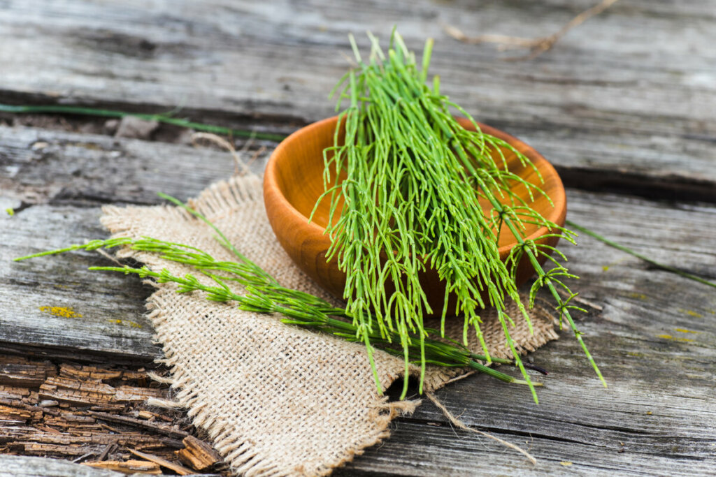 Banho com chá de cavalinha ajuda a equilibrar os sentimentos (Imagem: Lipatova Maryna | Shutterstock)