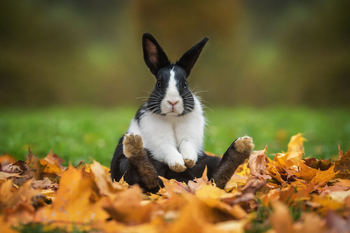 Coelhos precisam de cuidados, e adoção requer responsabilidade (Imagem: Rita_ Kochmarjova | Shutterstock)