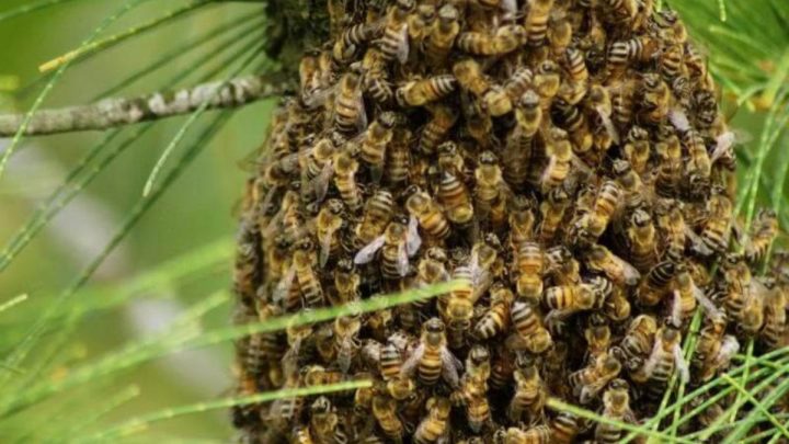 Enxame de abelhas ataca grupo de pessoas durante pescaria no Sul de SC 