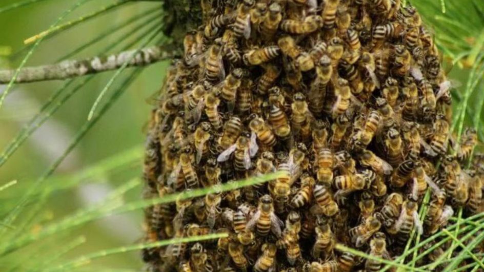 Enxame de abelhas ataca grupo de pessoas durante pescaria no Sul de SC 
